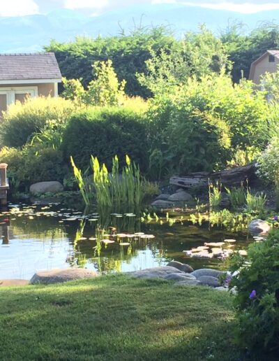 Garden pond with Lilypads